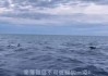 足球单场奖金计算器(足球单场奖金计算器在线查询)