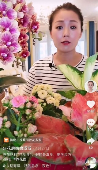花房姑娘直播(花房姑娘免费观看全集电视剧高清)