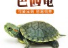 巴西龟怎么养(巴西龟干养还是水养好)