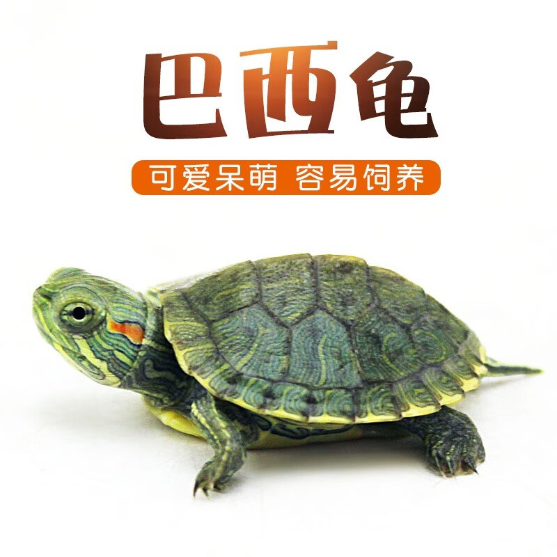 巴西龟怎么养(巴西龟干养还是水养好)  第1张